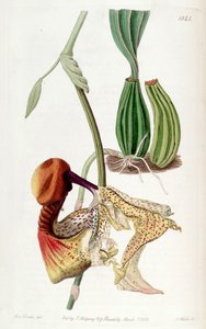 Coryanthes macrantha door Miss Drake